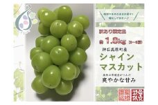 【令和7年発送分 / 先行予約】訳ありシャインマスカット　約1.8㎏　神石高原町産〈ご家庭用〉【みずもとや（田邉）】