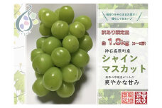 【令和7年発送分 / 先行予約】訳ありシャインマスカット　約1.8㎏　神石高原町産〈ご家庭用〉【みずもとや（田邉）】