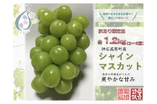 【令和7年発送分 / 先行予約】訳ありシャインマスカット　約1.2㎏　神石高原町産〈ご家庭用〉【みずもとや（田邉）】