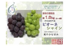【令和7年発送分 / 先行予約】訳ありピオーネ＆シャインマスカット　約1.8㎏　神石高原町産〈ご家庭用〉【みずもとや（田邉）】