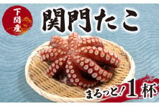 関門 たこ タコ 蛸 真だこ マダコ 1杯 1匹 刺身 冷凍 真空 便利 カルパッチョ アヒージョ たこ焼き 海鮮 魚介 鮮魚 お取り寄せ 産地直送 家庭用 下関 山口