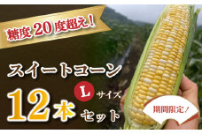 【 9月限定 】 とうもろこし スイートコーン Lサイズ 12本 セット 糖度20度 高糖度 甘い 生食 用 可 野菜 サラダ 新鮮 下関 山口 