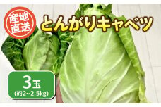【 先行予約 】キャベツ 3玉セット 無農薬 とんがりキャベツ 期間限定 下関市 山口