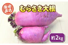 むらさき大根 2kg 期間限定 ( 野菜 大根 惣菜 漬物 煮物 炒め物 おかず みそ汁 和食 洋食 根菜 家庭用 新鮮 旬 産地直送 豊浦町 川棚 下関 山口 )
