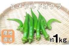 【 期間限定 】 オクラ 約1kg 野菜 夏野菜 新鮮 旬 おくら 丸オクラ 和食 洋食 おかず サラダ 天ぷら 和え物 おひたし 産地直送 下関 山口