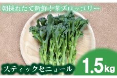 【 期間限定 】 スティックセニョール 1.5kg  茎 ブロッコリー 朝採れ 新鮮 野菜 サラダ お弁当 ピクニック 産地直送 期間限定 下関 山口 