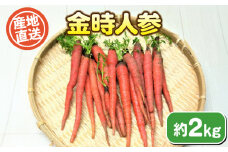 金時人参 約 2kg 期間限定 ( 野菜 にんじん ニンジン キャロット 惣菜 煮物 炒め物 おかず 和食 洋食 根菜 家庭用 新鮮 旬 産地直送 豊浦町 川棚 下関 山口 )