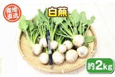 白蕪 約 2kg ( 野菜 かぶ カブ スズシロ 惣菜 漬物 煮物 炒め物 おかず お弁当 みそ汁 和食 洋食 根菜 家庭用 新鮮 旬 産地直送 豊浦町 川棚 下関 山口 )