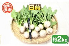 白蕪 約 2kg ( 野菜 かぶ カブ スズシロ 惣菜 漬物 煮物 炒め物 おかず お弁当 みそ汁 和食 洋食 根菜 家庭用 新鮮 旬 産地直送 豊浦町 川棚 下関 山口 )