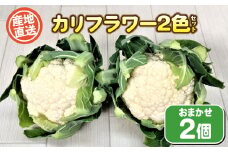 カリフラワー2色 セット 2個 ( 野菜 惣菜 おかず サラダ マリネ 和食 洋食 家庭用 新鮮 旬 産地直送 お楽しみ 豊浦町 川棚 下関 山口 )