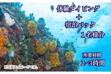 ダイビング 宿泊 体験 ビーチ スポーツ マリンスポーツ 宿泊 下関 山口