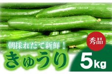 【2025年度発送 先行予約 】 Lサイズ 約38本 きゅうり 秀品 5kg 朝採れ 野菜 赤土 キュウリ 胡瓜 新鮮 カリカリ 山口産 もぎたて 料理 お弁当 夕飯 サラダ 大容量 遠足 ピクニック 下関市 山口 【2025年9月頃より出荷】 【 期間限定 】