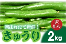 【2025年度発送 先行予約 】 きゅうり 訳あり 2kg 朝採れ 野菜 赤土 キュウリ 胡瓜 新鮮 カリカリ 山口産 もぎたて 料理 お弁当 夕飯 サラダ 大容量 遠足 ピクニック 下関市 山口 【2025年8月末頃より出荷】 