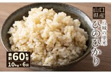 【先行予約】【定期便 6ヶ月】ひのひかり 玄米 10kg  合計60kg 令和7年度米