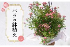 バラ 鉢植え ミニチュアピンク ( ギフト プレゼント 贈答 花 フラワー プロポーズ 記念日 お祝い 自然 贈り物 ローズ 植物 バラ鉢苗 バラ苗 ガーデニング 産地直送 お取り寄せ 癒やし 香り リラックス ) 下関 山口
