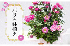 バラ 鉢植え 紫 ( ギフト プレゼント 贈答 花 フラワー プロポーズ 記念日 お祝い 自然 贈り物 ローズ 植物 バラ鉢苗 バラ苗 ガーデニング 産地直送 お取り寄せ 癒やし 香り リラックス ) 下関 山口