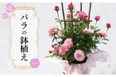 バラ 鉢植え ピンク ( ギフト プレゼント 贈答 花 フラワー プロポーズ 記念日 お祝い 自然 贈り物 ローズ 植物 バラ鉢苗 バラ苗 ガーデニング 産地直送 お取り寄せ 癒やし 香り リラックス ) 下関 山口