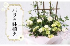 バラ 鉢植え 白 ( ギフト プレゼント 贈答 花 フラワー プロポーズ 記念日 お祝い 自然 贈り物 ローズ 植物 バラ鉢苗 バラ苗 ガーデニング 産地直送 お取り寄せ 癒やし 香り リラックス ) 下関 山口