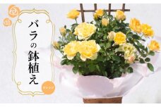 バラ 鉢植え オレンジ ( ギフト プレゼント 贈答 花 フラワー プロポーズ 記念日 お祝い 自然 贈り物 ローズ 植物 バラ鉢苗 バラ苗 ガーデニング 産地直送 お取り寄せ 癒やし 香り リラックス ) 下関 山口