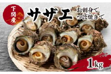 サザエ 1kg 冷凍 下関 北浦 産地直送 貝