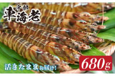 山口県宇部産 活き車海老 (680g)【山口県 宇部産 活き車海老 680g 海老 エビ えび 車えび 車エビ 車海老 最高品質 甘味豊富 プリップリ 豊洲市場 高評価 1級品 水質管理 紫外線殺菌 ミネラル豊富 周防灘 生鮮エビ シーフード 海鮮 魚介類 海 バーベキュー グルメ ギフト用 記念日 海の香り】