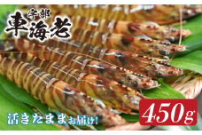 山口県宇部産 活き車海老 (450g）【山口県 宇部産 活き車海老 450g 車海老 車エビ エビ 最高品質 甘味豊富 プリップリ 豊洲市場 高評価 1級品 水質管理 紫外線殺菌 ミネラル豊富 周防灘 生鮮エビ シーフード グルメ ギフト用 記念日 海の香り えび】