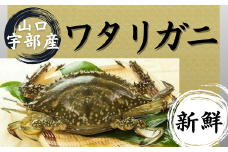【先行予約】【北海道・東北・沖縄・離島配送不可／着日指定必須】山口 宇部産 新鮮 ワタリガニ 約600ｇ ２～３杯【山口県 宇部市 鍋 パスタ 味噌汁 カニ 新鮮 ゆでる 蟹 蟹みそ 醤油漬け  料理 お祝い 魚介】