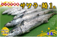【着日指定必須】《三枚おろし》 サワラ・鰆 (1尾 約3kg) 【サワラ 鰆 鮮魚 魚 新鮮 ツマミ 刺身 塩焼き 西京焼き 市場直送 山口県 宇部市 春 魚 寒鰆 上品 味わい 返礼品】