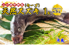 【着日指定必須】《三枚おろし》 天然スズキ・セーゴ (1尾 約3kg) 【天然スズキ スズキ セーゴ 魚 新鮮 ツマミ 刺身 煮つけ 市場直送 山口県 宇部市 市場直送 刺身 煮付け ギフト特集 返礼品】