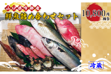 【着日指定必須】鮮魚詰め合わせ・セット・パック (10,800円相当) 【鮮魚 詰め合わせ セット パック 相当品 新鮮 ツマミ 刺身用 塩焼き 高級魚 市場直送 山口県産 宇部市 魚料理 ギフト 特別な日 魚好きにおすすめ お得なセット 美味しい 返礼品】