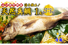 【着日指定必須】《三枚おろし》 鯛活き締め！天然真鯛！天然タイ！ (1尾 約2～3kg) 【鯛 活き締め 天然真鯛 天然タイ 天然 魚 新鮮 ツマミ 刺身 塩焼き 市場直送 山口県 宇部市 市場直送 刺身 ギフト特集 返礼品】