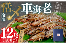 【活き〆】冷凍車海老 12尾 400g （化粧箱）【えび エビ 海老 海鮮 冷凍 活き〆 宇部産 車海老 車エビ エビフライ 塩焼 天ぷら お鍋 鮮度抜群 海の幸 簡単調理 プリプリ食感 大容量 化粧箱 ご贈答】