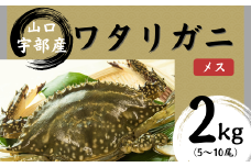 【先行予約】【北海道・東北・沖縄・離島配送不可／着日指定必須】ワタリガニ [メス] 2kg(5～10尾)【山口県 宇部市 鍋 パスタ 味噌汁 カニ 超 新鮮 ゆでる 蟹 かに 蟹みそ 醤油漬け  料理 お祝い 魚介】