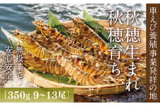 D247 旭水産活き車海老（あいおえび）350g（9～13尾）【養殖】