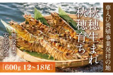 D036 旭水産活き車海老（あいおえび）600g（12～18尾）【養殖】