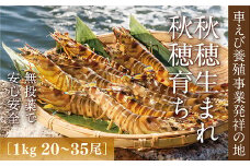 C060 旭水産活き車海老（あいおえび）1kg（20～35尾）【養殖】