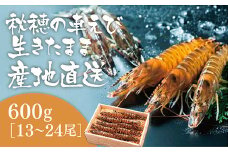 D024 活きあいおえび600g（13～24尾）