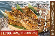 B056 旭水産活き車海老（あいおえび）1700g（850g（18～25尾）×2）【養殖】