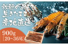 C040 活きあいおえび900g（20～36尾）
