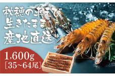 B030 活きあいおえび1600g（800g×2）（35～64尾）