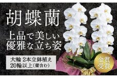 C018 【金賞受賞】レギュラー鳴滝清流胡蝶蘭2本立