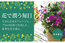 C102 ありきたりな寄せ植えに満足できない方へ [花うるる おまかせ プレミア 寄せ植え] 【テラ】玄関 完成品 お花 ギャザリング オーダーメイド ビオラ ギフト 鉢植え 珍しい 花苗 春 フラワーギフト 誕生日 プレゼント 女性 おしゃれ セット 苗 プランター