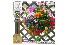 A059 花 定期便 花うるる ハンギング 寄せ植え プレミアムコース全6回 (サブスク ハンギングバスケット 屋外 春 夏 秋 冬 母の日 定期購入 ギフト フラワー 玄関 プレゼント 通販 鉢植え おしゃれ 玄関 ガーデニング フラワーギフト 完成品 花苗 寄植え 園芸 お花