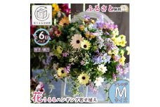 A031 花うるる 定期便 ハンギング 寄せ植え アレンジコース全6回 (サブスク ハンギングバスケット 母の日 春 夏 秋 冬 定期購入 ギフト 花 フラワー 玄関 プレゼント 通販 鉢植え おしゃれ 送料無料 玄関 ガーデニング フラワーギフト 完成品 花苗 寄植え