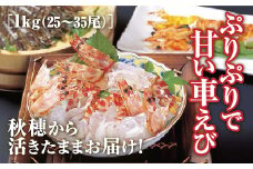 C045 山口秋穂産活きあいおえび1kg