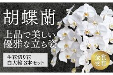 D237 切り花 胡蝶蘭生花 白大輪切り花 3本セット