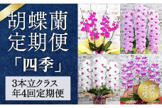 A019 〈季節の胡蝶蘭定期便〉