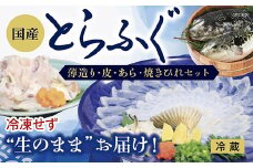 B031 冷凍せずに”生のまま”お届け！新鮮とらふぐ刺身（薄造り・皮・あら・焼ひれセット）