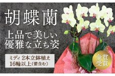 D010 ☆金賞受賞☆超希少！イエロー胡蝶蘭’日の出’小 ミディサイズ（2本立）