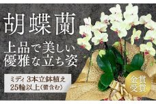 C008 ☆金賞受賞☆超希少！イエロー胡蝶蘭’日の出’小 ミディサイズ（3本立）